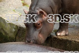 Hippo baby 0016